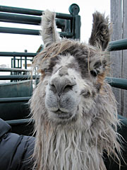 Suri Lama