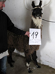 Suri Lama