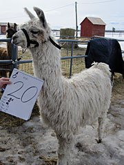 Suri Lama