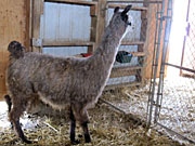 Suri Lama
