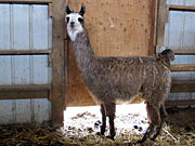 Suri Lama