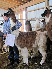 Suri Lama