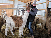 Suri Lama