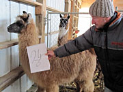 Suri Lama