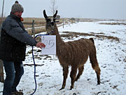 Suri Lama