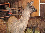 Suri Lama