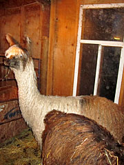 Suri Lama