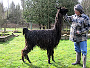 Suri Lama