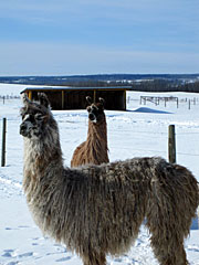 Suri Lama