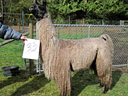 Suri Lama