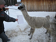 Suri Lama