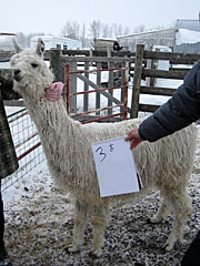 Suri Lama