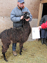 Suri Lama