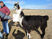 Suri Lama