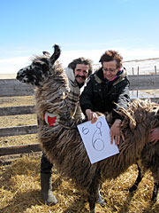 Suri Lama
