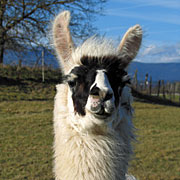 Krammers Lamas - Trekkingtiere