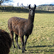 Krammers Lamas - Trekkingtiere