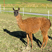 Krammers Lamas - Trekkingtiere