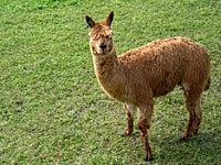 Suri-Alpaka zu verkaufen