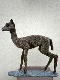 Jung-Alpaka
