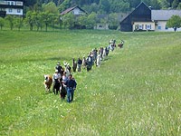 Trekking