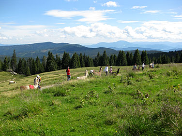 Geführte Wanderung mit Lamas