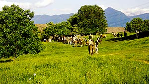 Gestüt St. Johann/Rosegg